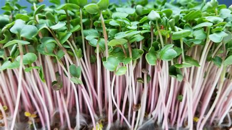 China Rose Radish Microgreens – LongIslandMicrogreens.com - Pure Microgreens LI, Inc.