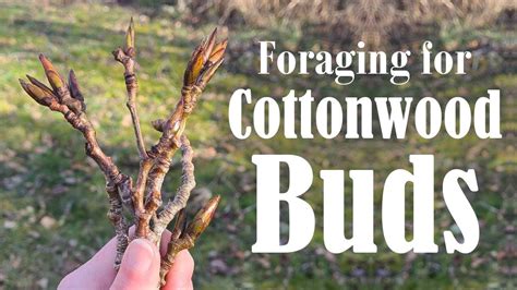 How to Identify Cottonwood Trees | Cottonwood Tree Buds for Beginners | Health Benefits & Uses ...