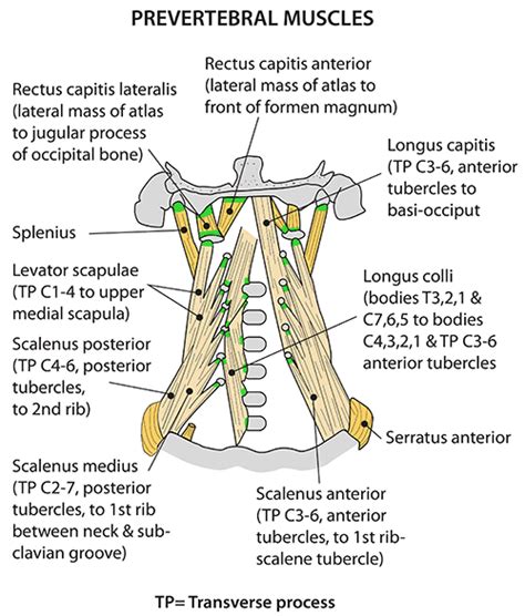 Instant Anatomy - Head and Neck - Muscles - Prevertebral