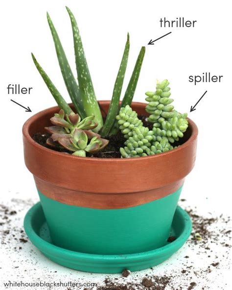 Make a Stunning Succulent Dish Garden in 5 Simple Steps - Garden and Happy