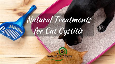 Top Home Remedies for Cat UTI (Urinary Tract Infection) - Holistic Vet