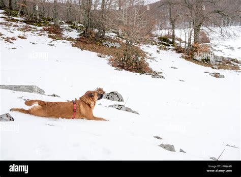 Happy dog on snow Stock Photo - Alamy