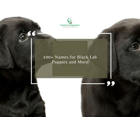 100+ Names for Black Lab Puppies and More - Dog Behavior Blog