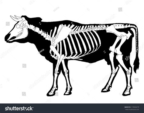 10,777 Cow Skeleton Images, Stock Photos & Vectors | Shutterstock