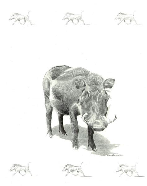 Warthog Drawing by Paula Anastasi-Buehler - Fine Art America