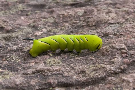 framed tomato hornworm moth