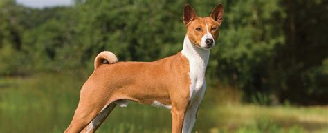 Basenji Dog Breed Profile | Petfinder