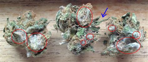 What Does Weed Mold Look Like? | Herb