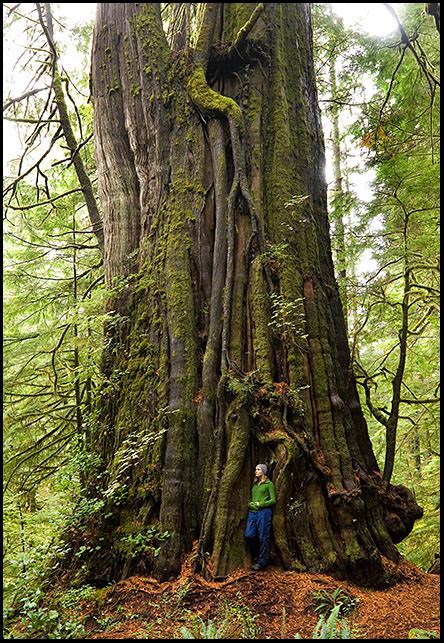 Canada’s biggest tree - Ancient Forest Alliance