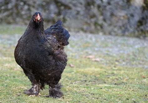 Cochin chickens: The gentle and gregarious backyard giants — The ...