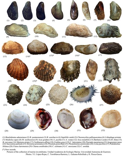 Diversity, Distribution and Composition of the Bivalvia Class on the ...