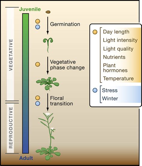 The Timing of Developmental Transitions in Plants: Cell