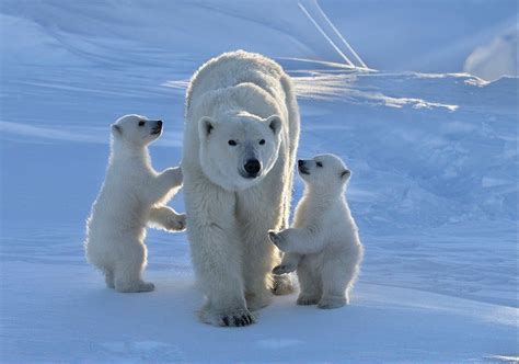 Polar bear (900*631) - null | Baby polar bears, Polar bear, Cute animals