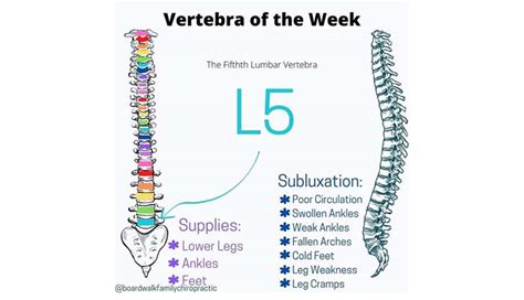 Vertebra of the Week L5 | Freedlund Family Chiropractic & Nutrition