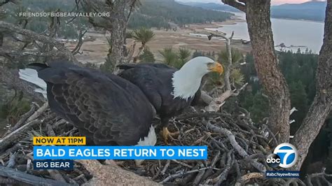 Big Bear eagles Jackie and Shadow return to nest with improved camera setup for public - ABC7 ...