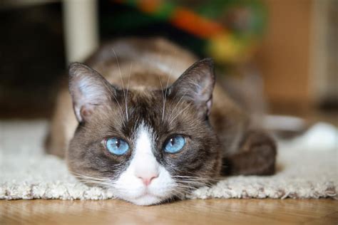 11 Blue Eyed Cat Breeds You Won't Be Able to Resist