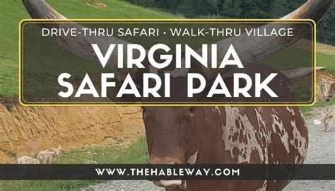 Virginia Safari Park – A Unique Drive-Thru Safari in Natural Bridge, VA ...