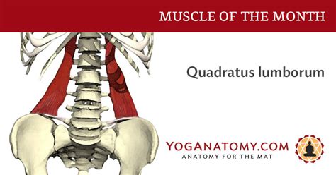 Quadratus Lumborum (QL) - Anatomy of the Muscle for Yoga