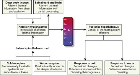 Thermoregulation: Physiology and Perioperative Disturbances ...