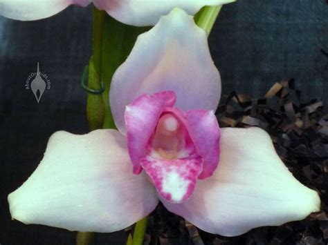 AboutOrchids » Blog Archive » Orchids As National Emblems