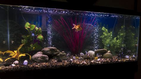 I just finished decorating my first 55gallon fish tank... : r/pics