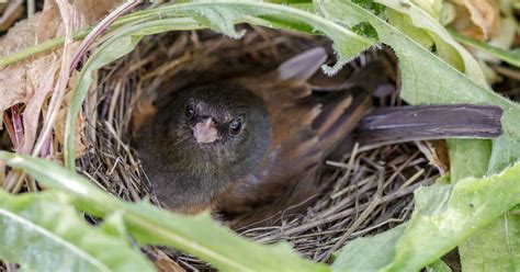 Dark-eyed Junco Nesting (Behavior, Eggs + Location) | Birdfact