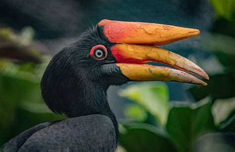 Incredible images of Chester Zoo's Monsoon Forest as it reopens after huge fire - Cheshire Live