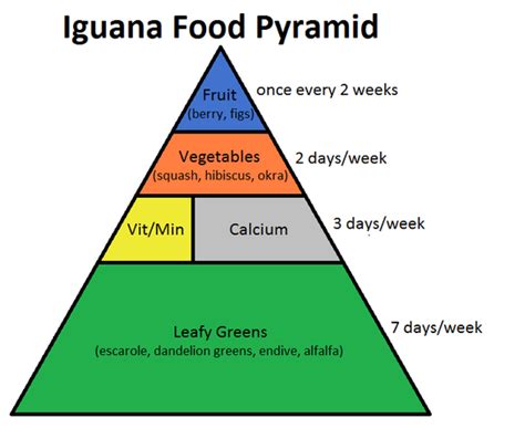 Iguana Food Pyramid | Iguana food, Box turtle food, Iguana