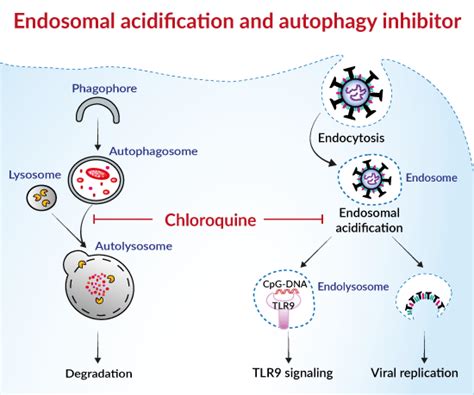 Primaquine Mechanism Of Action