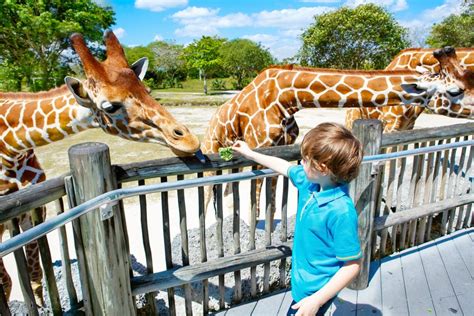 25 Best Zoos in the US to Visit in 2024 - Road Affair