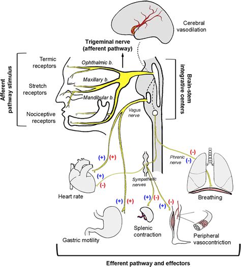 Antagonistic and Synergistic Activation of Cardiovascular Vagal and Sympathetic Motor Outflows ...