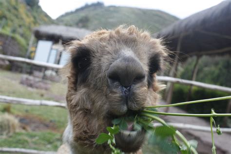 llama in Peru | Llama, Animals, Peru