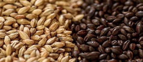 Malt - Beer’s Main Ingredient and Its Different Types