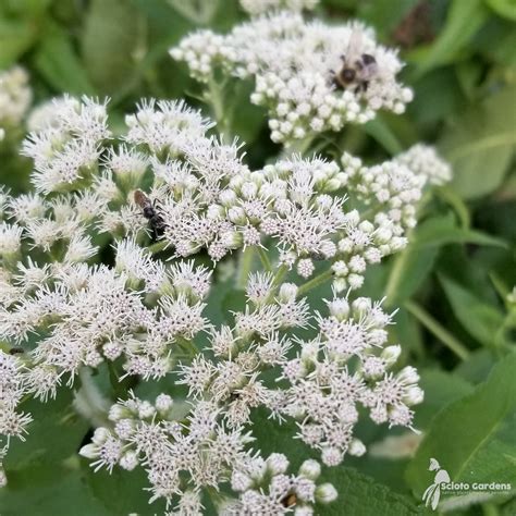 Eupatorium perfoliatum #2 (Boneset) - Scioto Gardens Nursery