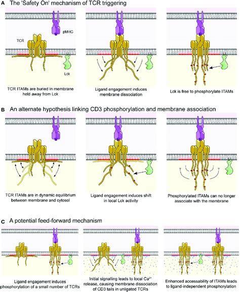 | The Safety On model of the T cell receptor (TCR) triggering. (A) In... | Download Scientific ...