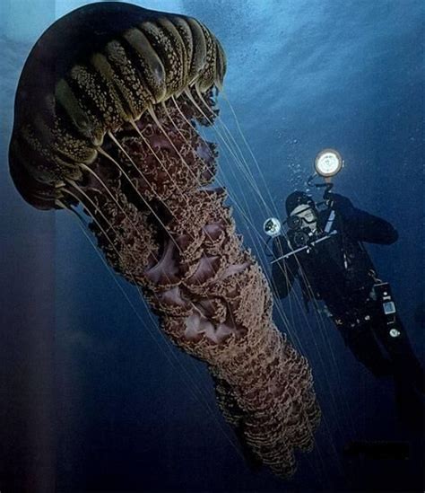 Weird things under the sea that you have not seen before : r/TheDepthsBelow