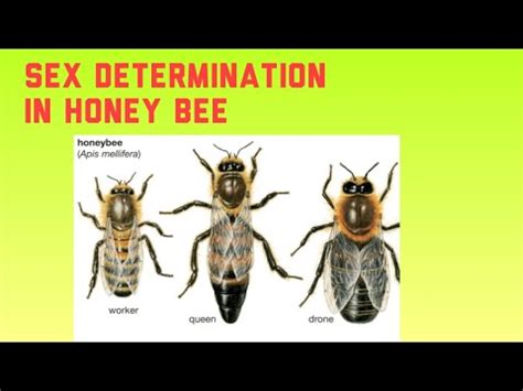 Haplodiploidy in Honey bees - YouTube