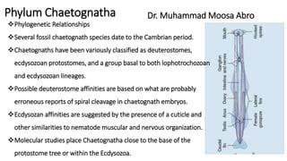 Phylum Chaetognatha.pptx