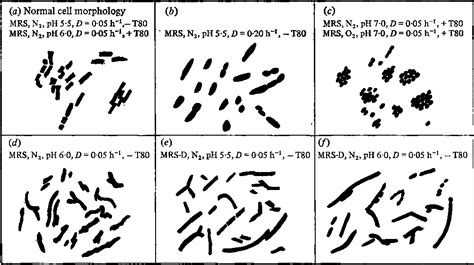 Streptococcus Salivarius Morphology