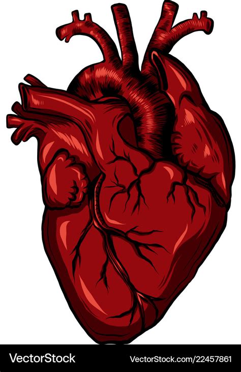 Real biology human heart red Royalty Free Vector Image