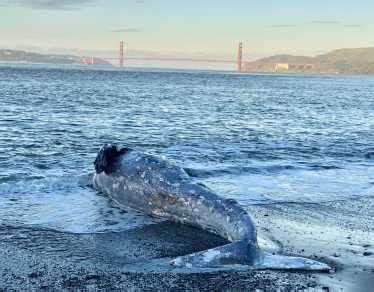 Whale Stranding Press Materials | The Marine Mammal Center