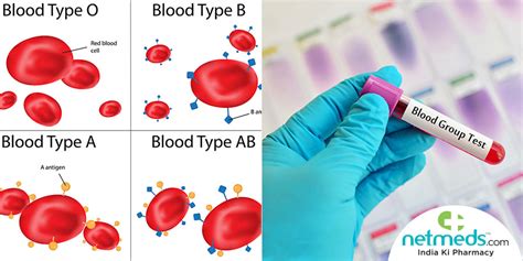 😍 Process of blood typing. Blood Types Explained. 2022-11-02