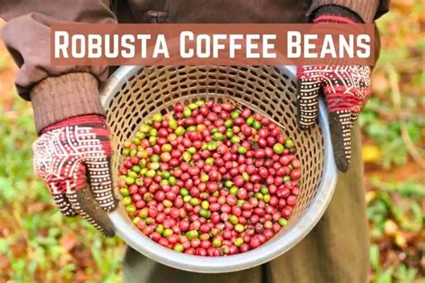 Robusta Coffee Beans: Your Guide to Flavor and Quality