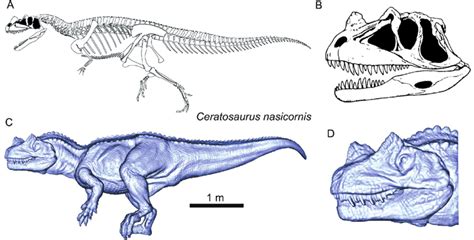 Ceratosaurus Skeleton