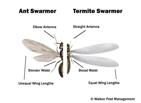 2020 Termite Swarmer Season Is Here Early