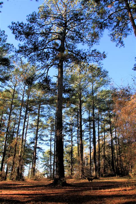 Georgia Pine Trees a Nov 28 2010 | Some of the oldest pines … | Flickr