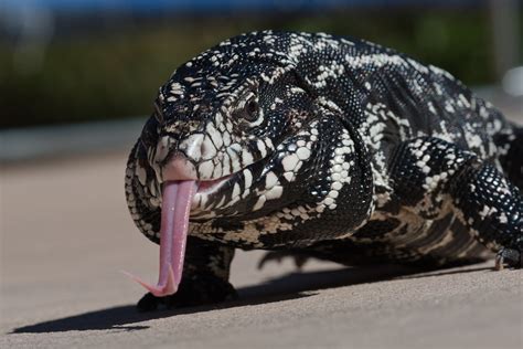 The Argentine black and white tegu 19 Sept 2010 | The Argent… | Flickr