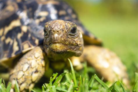 A Guide To Leopard Tortoise Care