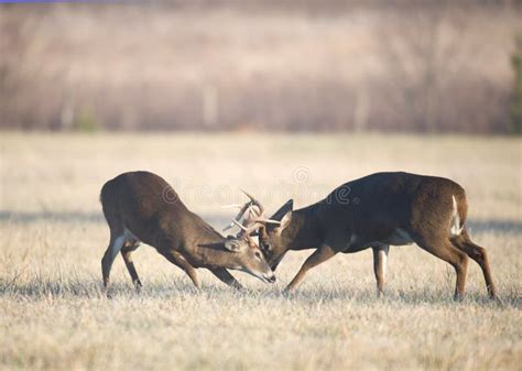 429 Whitetail Deer Fighting Photos - Free & Royalty-Free Stock Photos ...