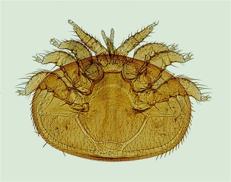 Australian Harvest Season in Jeopardy due to Varroa Mites